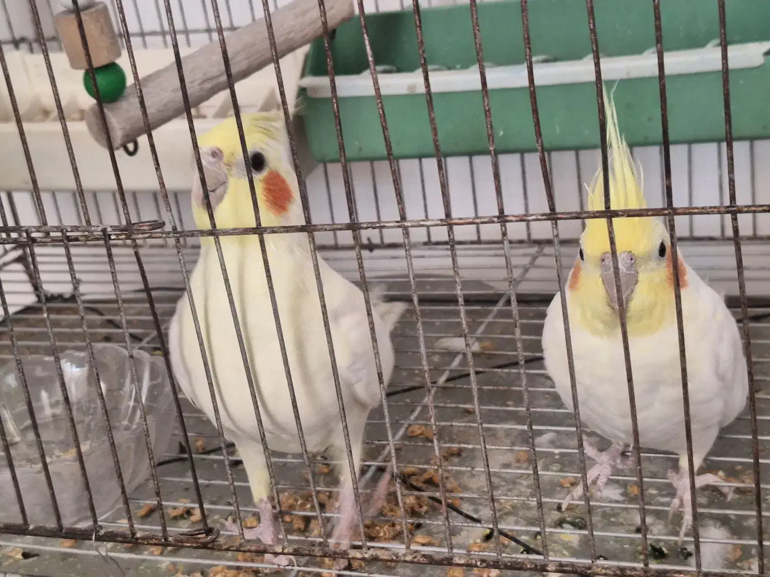 عروس هلندی|پرنده|نیریز, |دیوار