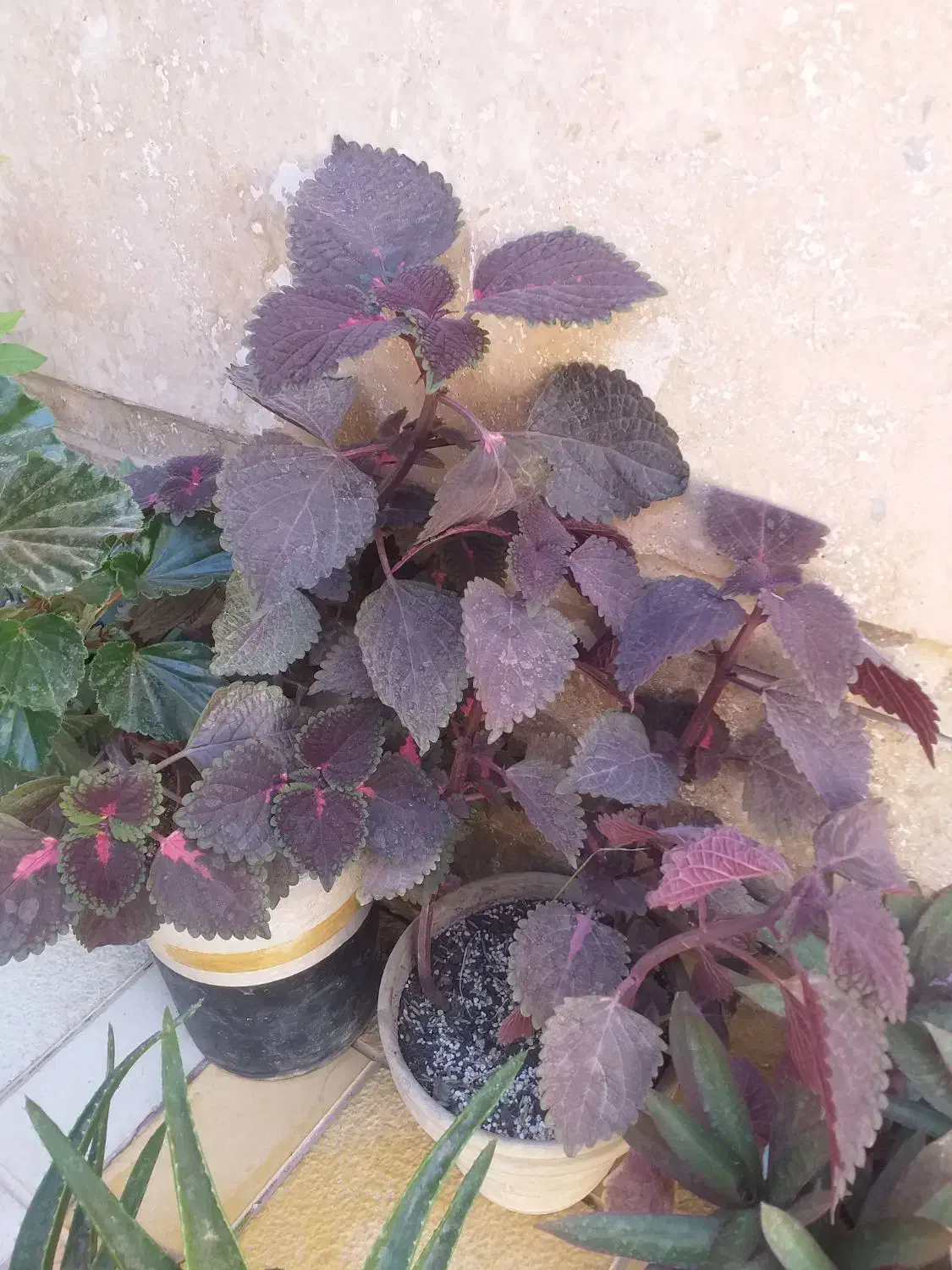 گل طبیعی|گل و گیاه طبیعی|تاکستان, |دیوار