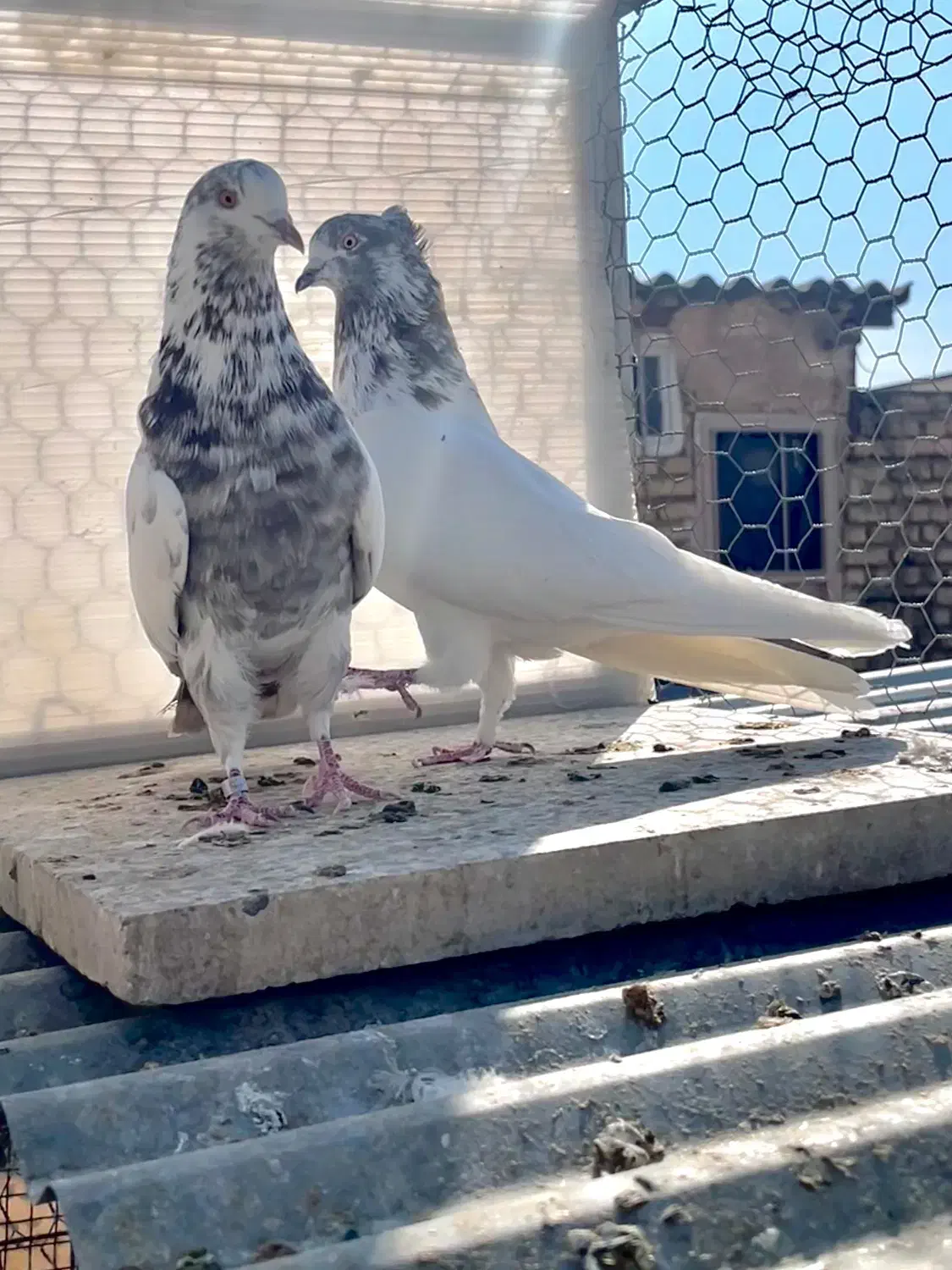 کبوتر پرشی|پرنده|اصفهان, بوستان ناژوان|دیوار