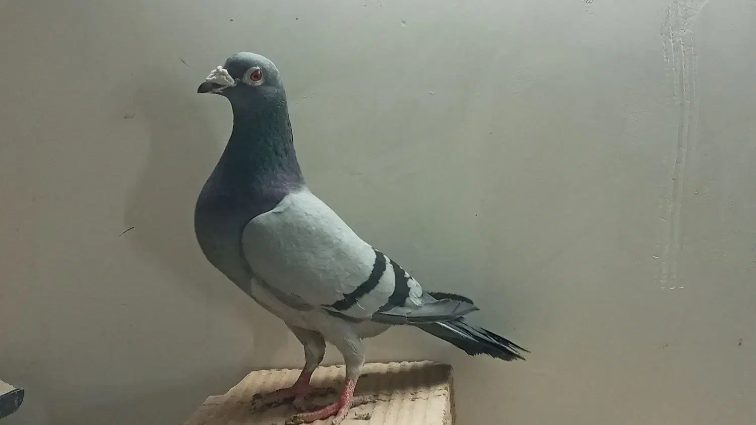 یکجفت کفتر پلاکی هلند|پرنده|بهارستان, |دیوار