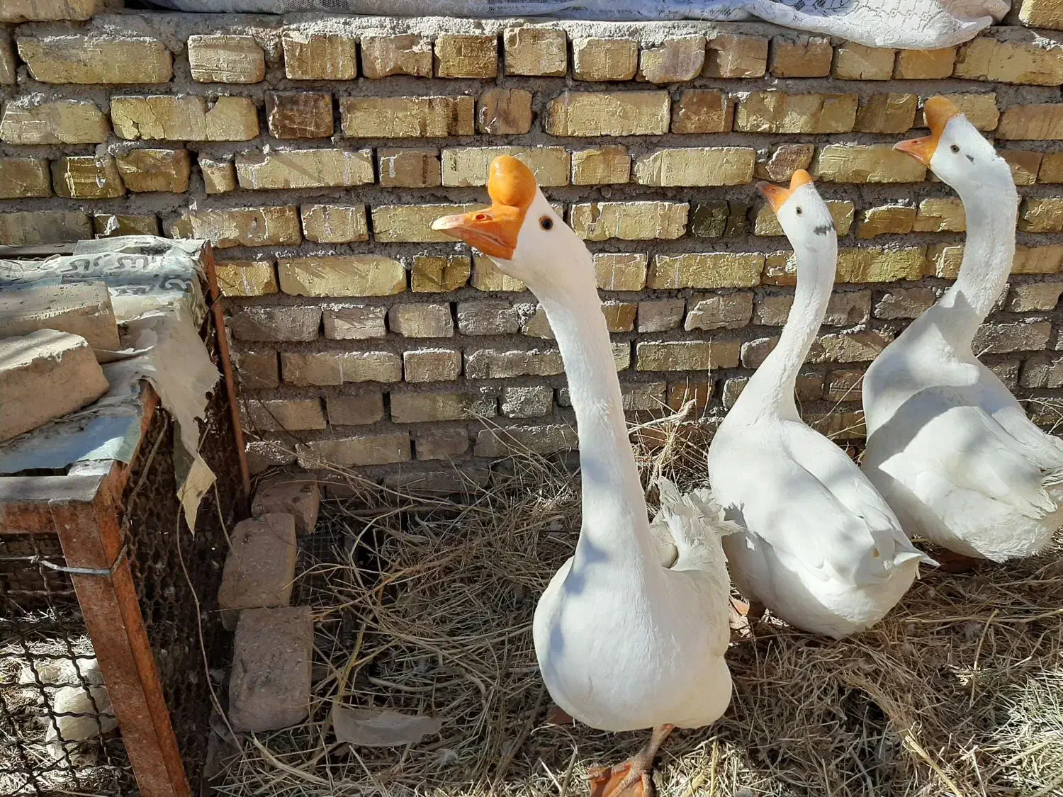 قوغاز|حیوانات مزرعه|ضیاء آباد, |دیوار