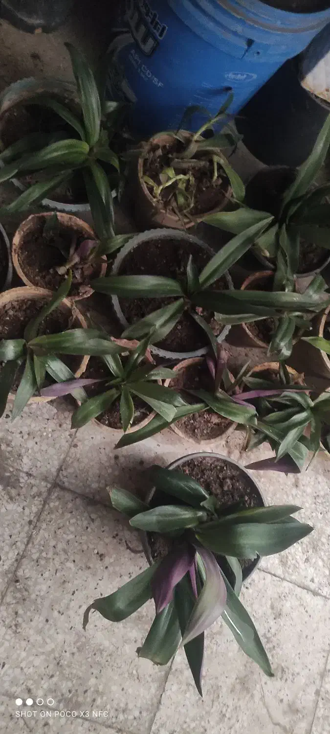 گل ارزون|گل و گیاه طبیعی|شیراز, انجیر|دیوار