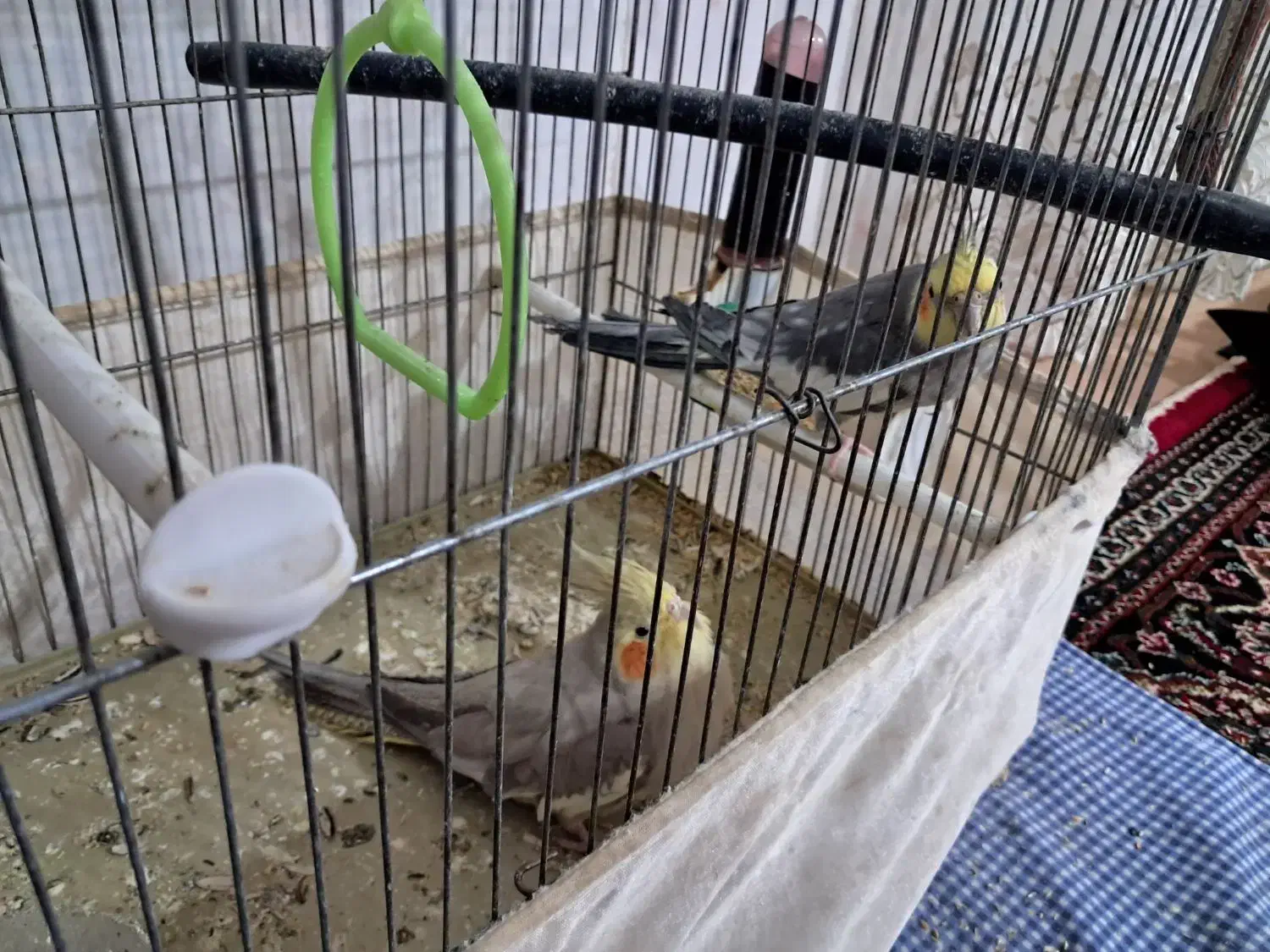 عروس هلندی|پرنده|قیدار, |دیوار