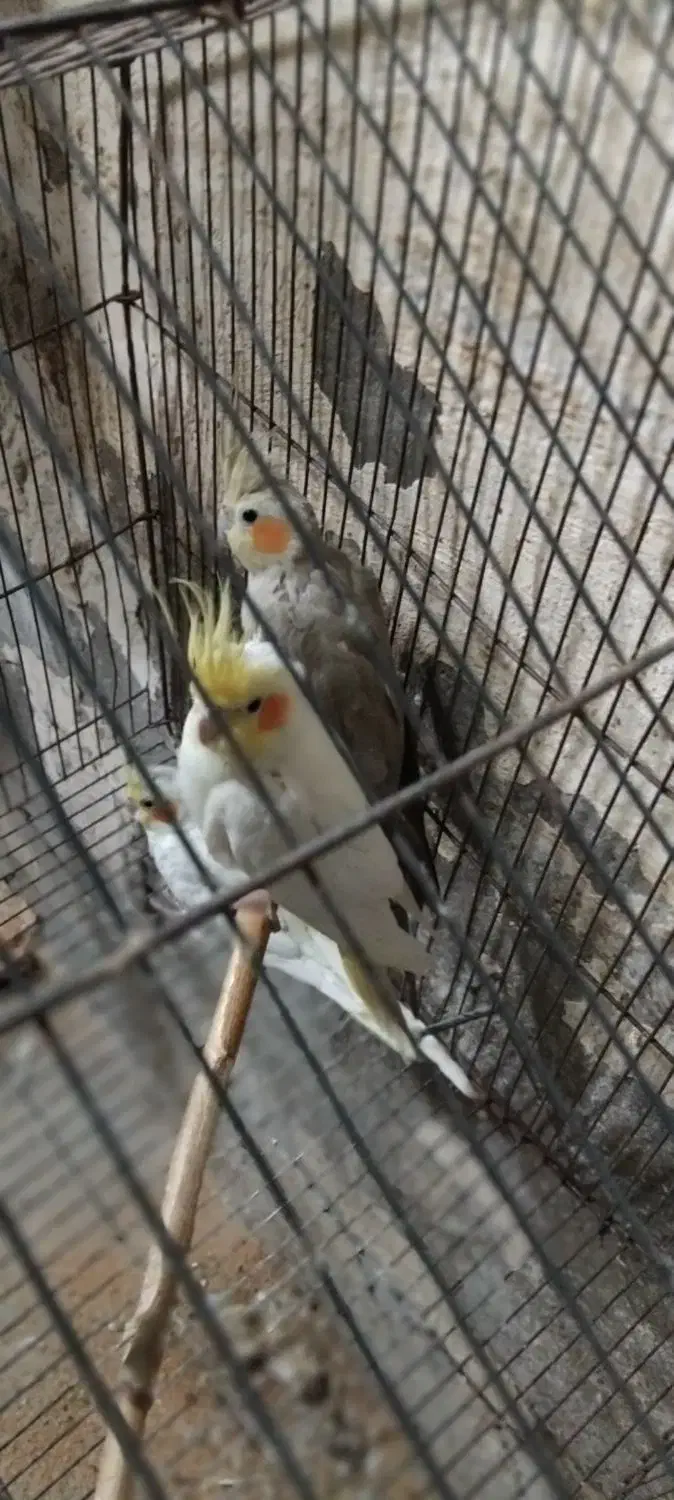 عروس هلندی|پرنده|آغاجاری, |دیوار