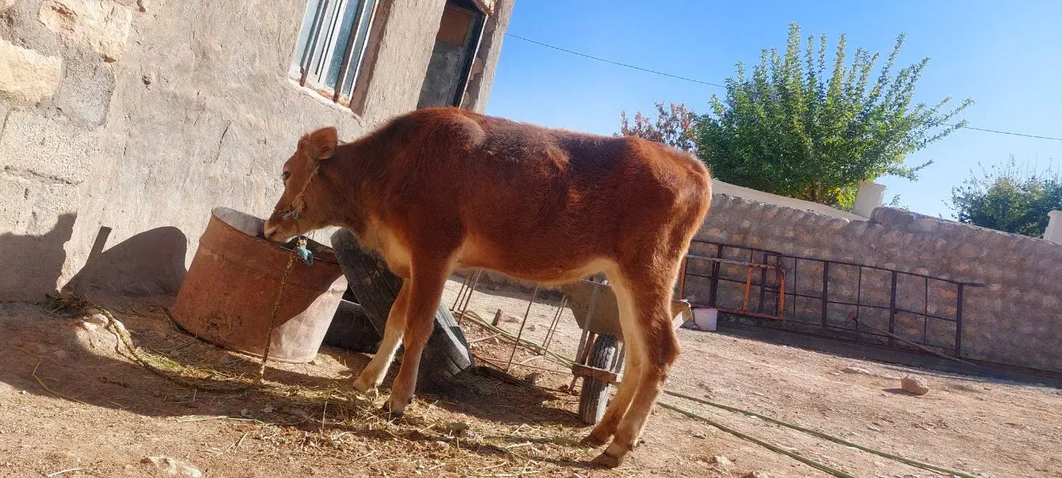 گوساله ماده|حیوانات مزرعه|کارزان, |دیوار