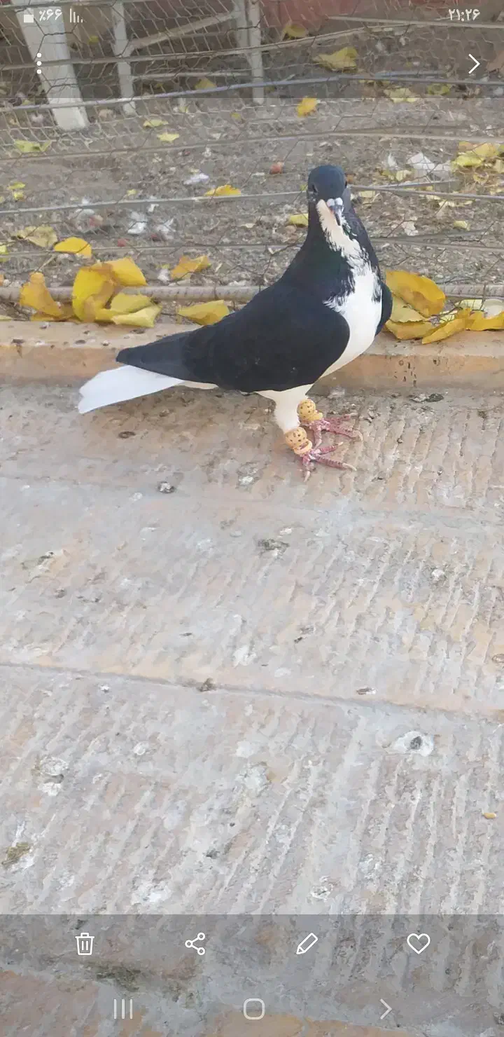 خوشرنگ سیاه نر|پرنده|قزوین, |دیوار