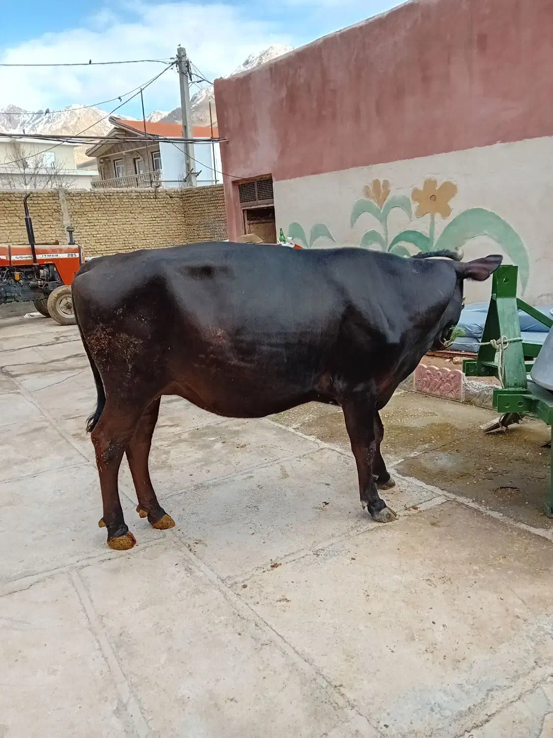 گاو|حیوانات مزرعه|خاوه, |دیوار