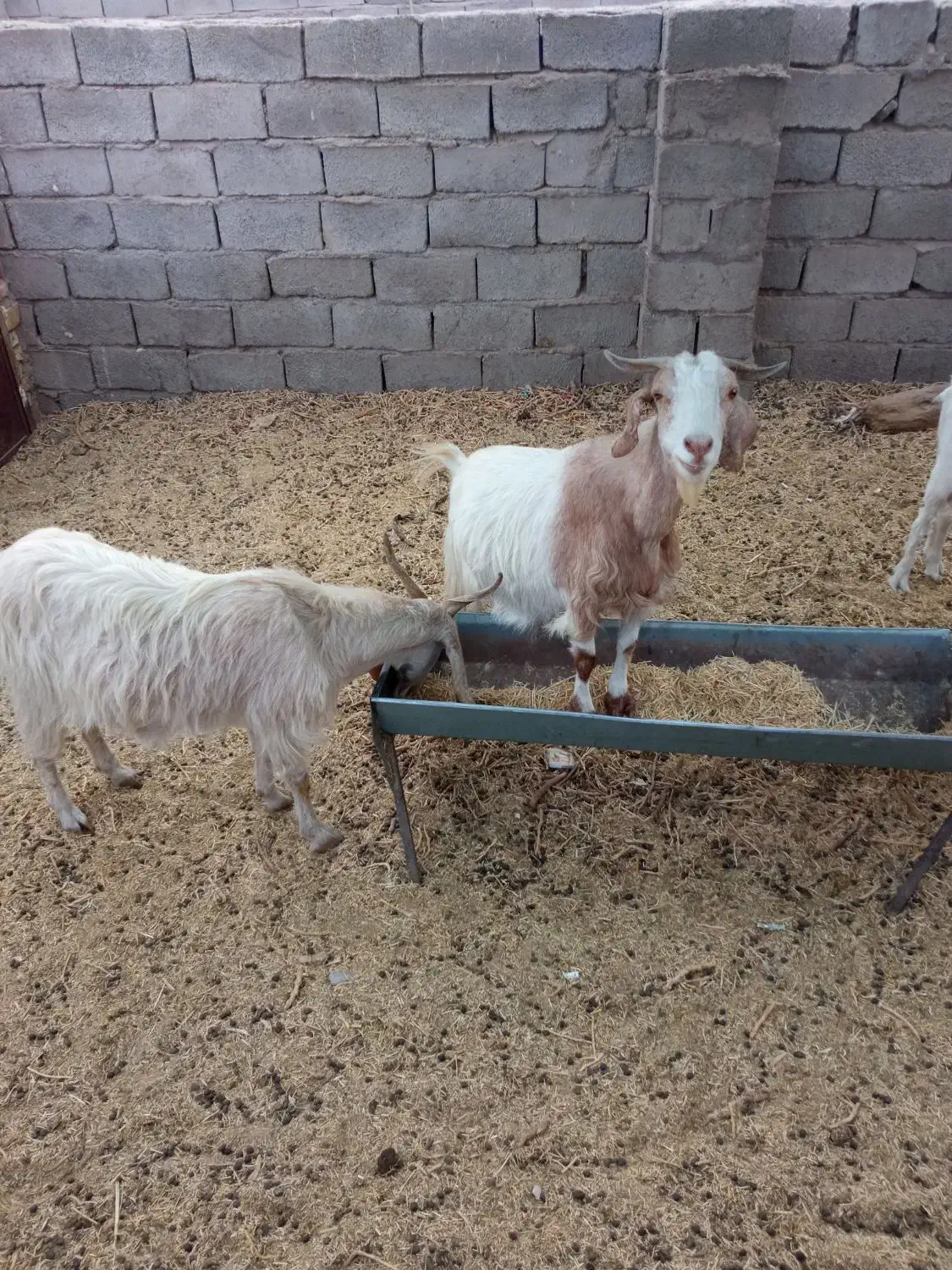 بزابستن|حیوانات مزرعه|رفسنجان, |دیوار