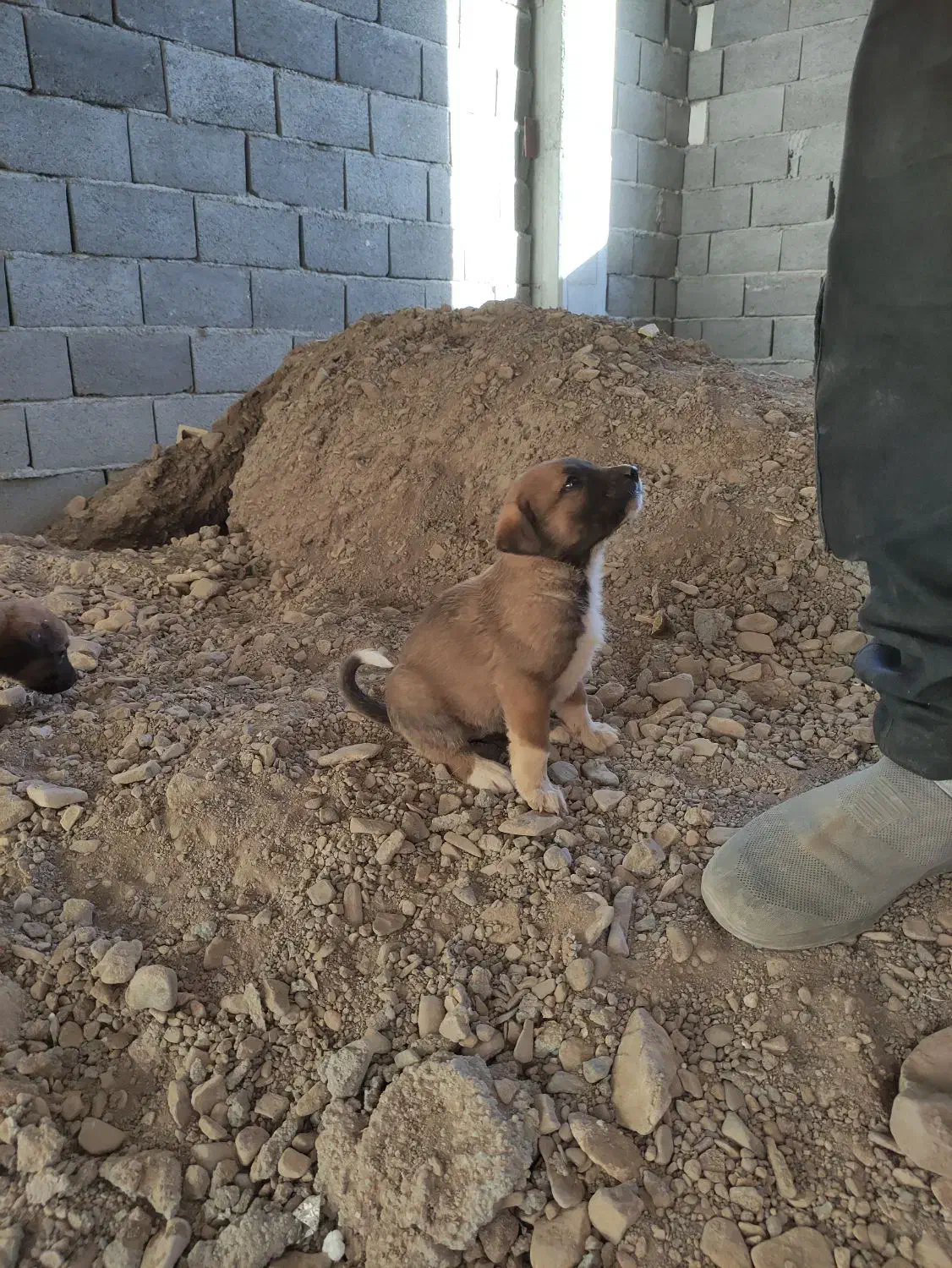 توله های بومی حسابی سالم ....|سگ|جعفرآباد, |دیوار