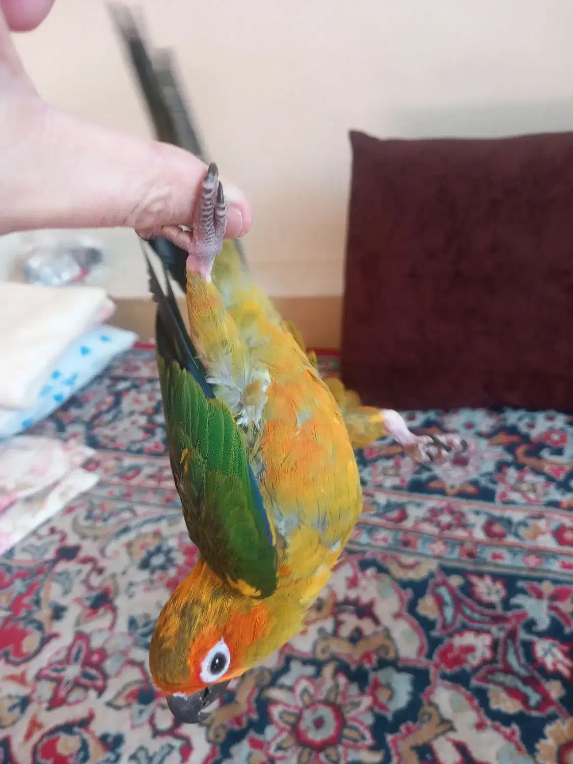 جوجه طوطی خورشیدی|پرنده|اصفهان, باتون|دیوار