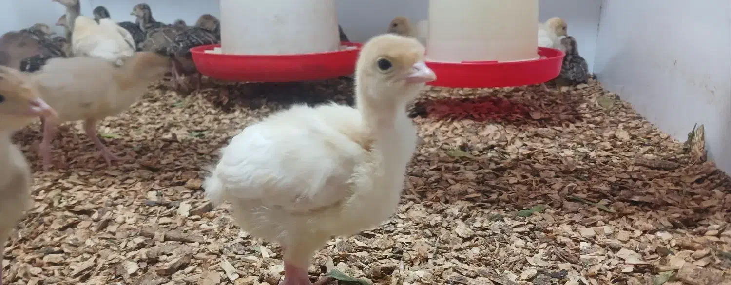 جوجه بوقلمون بیوتی ۶ زرین|حیوانات مزرعه|پیر بکران, |دیوار