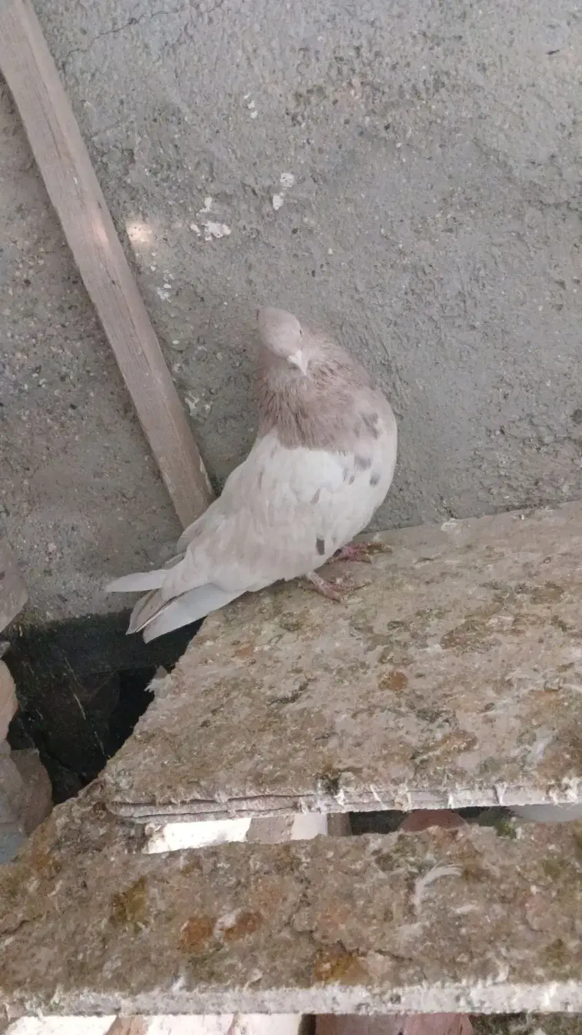 البخش|پرنده|کبودرآهنگ, |دیوار