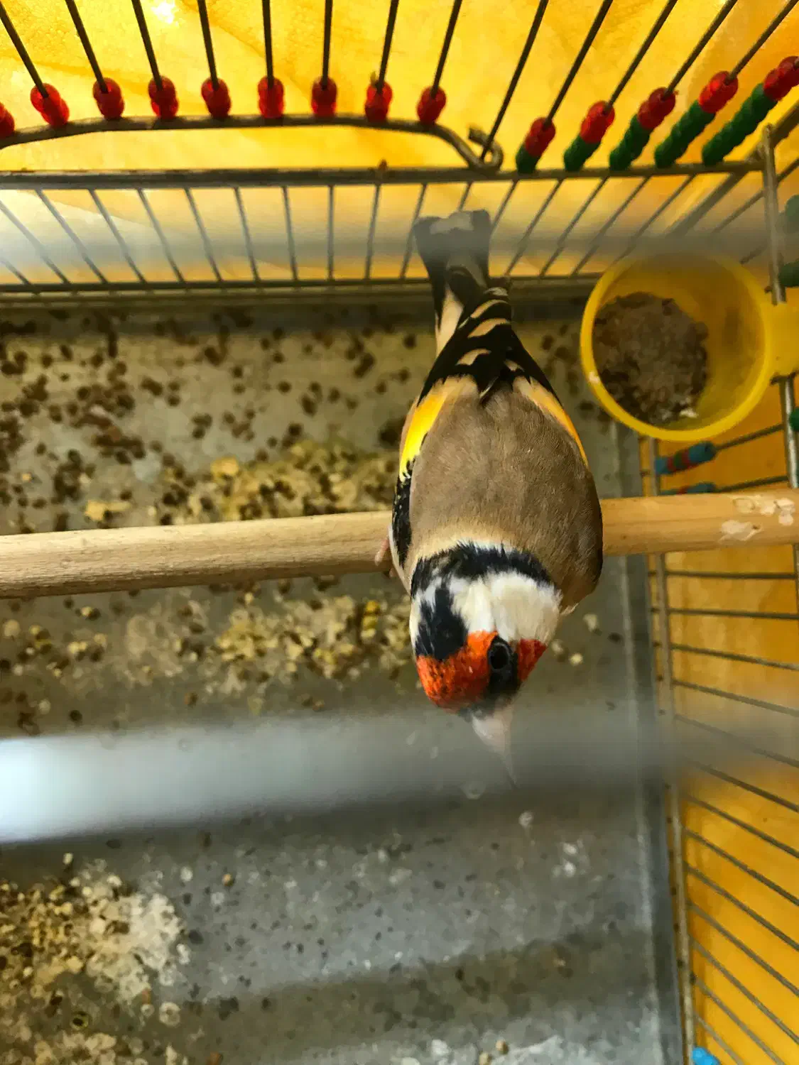 سهره نر سمیرمی داغسر کشیده و قلمی|پرنده|اصفهان, برازنده|دیوار