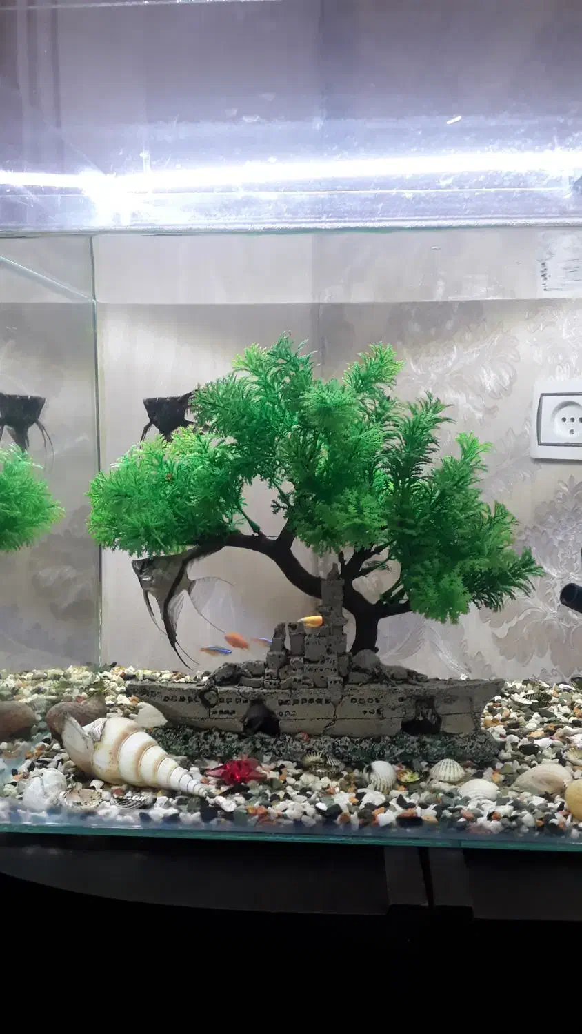 آکواریوم|ماهی|رشت, نخودچر|دیوار