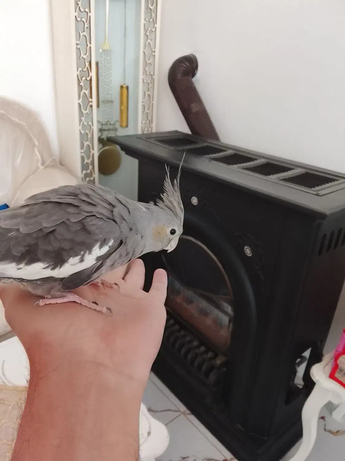 عروس هلندی|پرنده|فیروزه, |دیوار