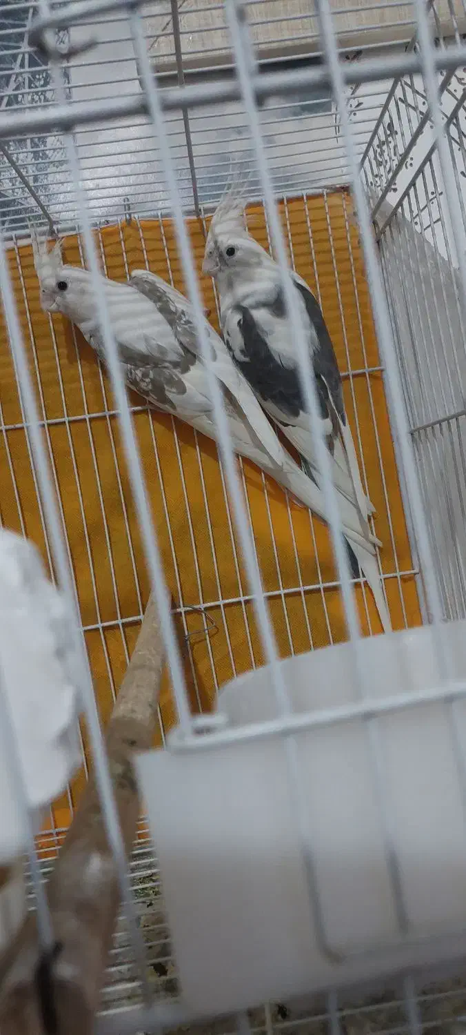 عروس هلندی آلبینو دوکت مولدضمانتی ۱۰۰٪|پرنده|تربت جام, امام|دیوار