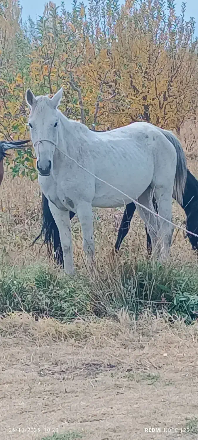 مادیون شی دانگ|اسب و تجهیزات اسب‌سواری|ارومیه, |دیوار