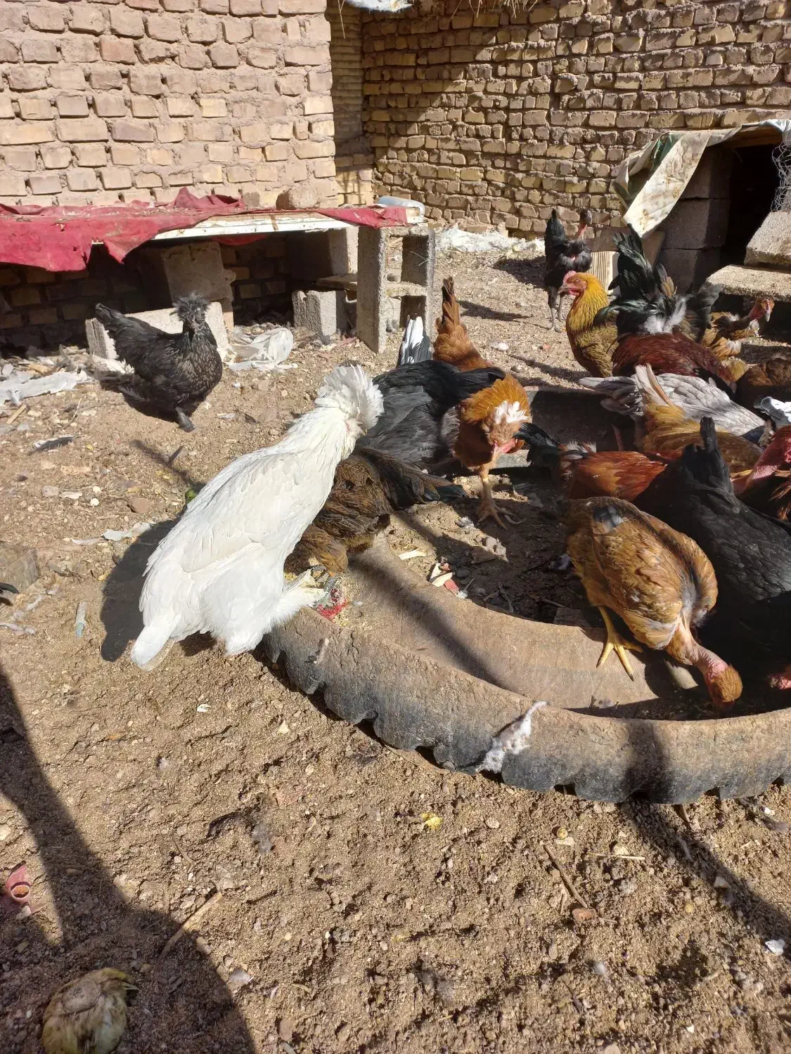 تخمرغ نطفه دار گلین سلطان گردن لخت|حیوانات مزرعه|رفسنجان, |دیوار