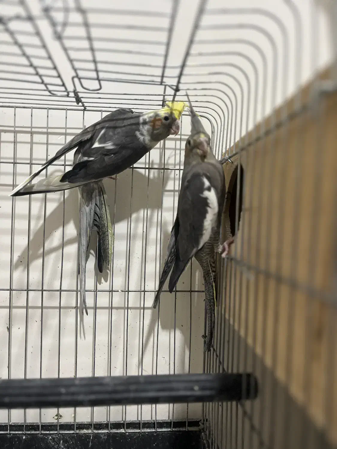 عروس هلندی با جوجه|پرنده|قم, بنیاد|دیوار