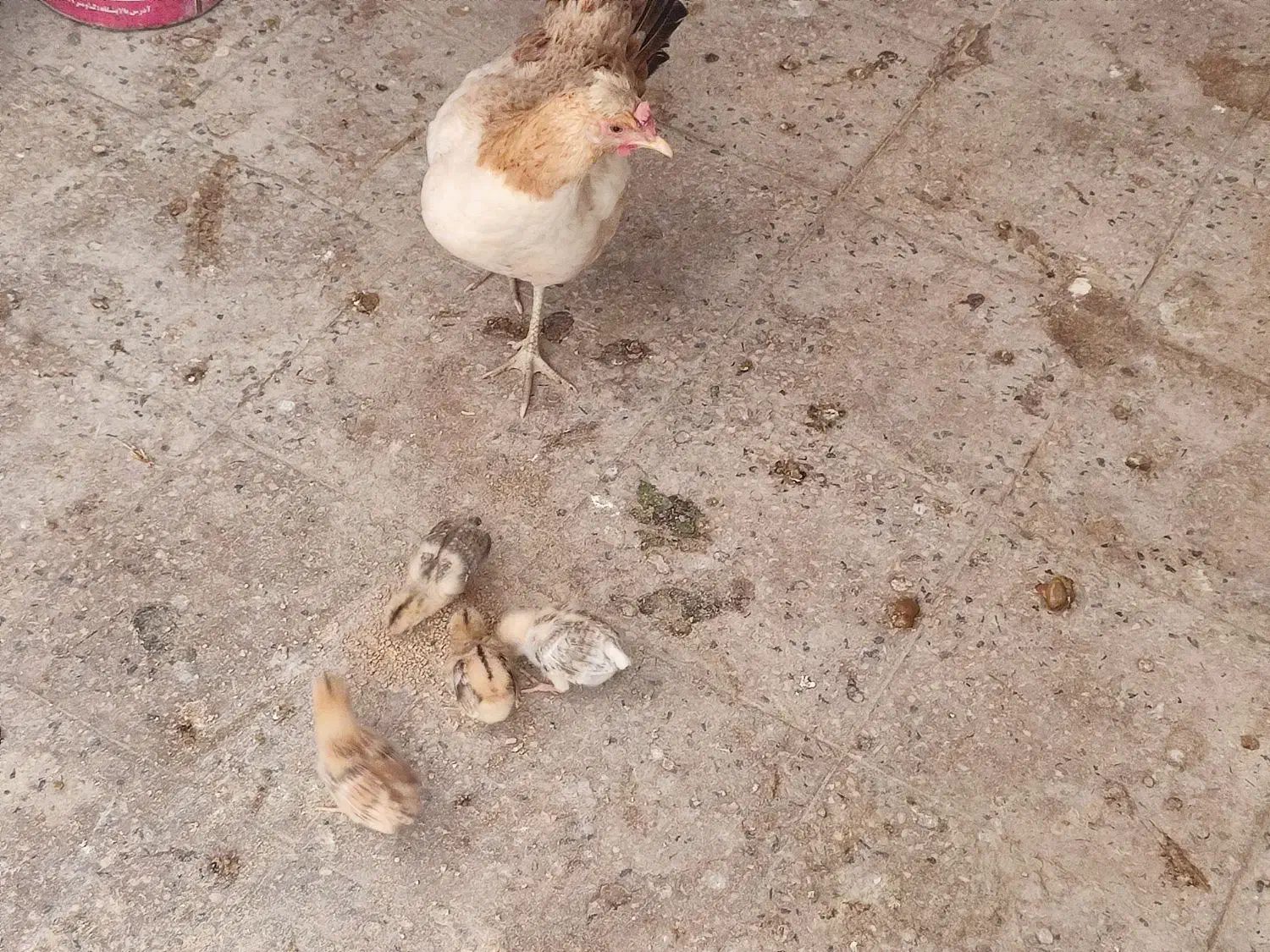 مرغ 10عدد و خروس 2عدد|حیوانات مزرعه|مهر, |دیوار