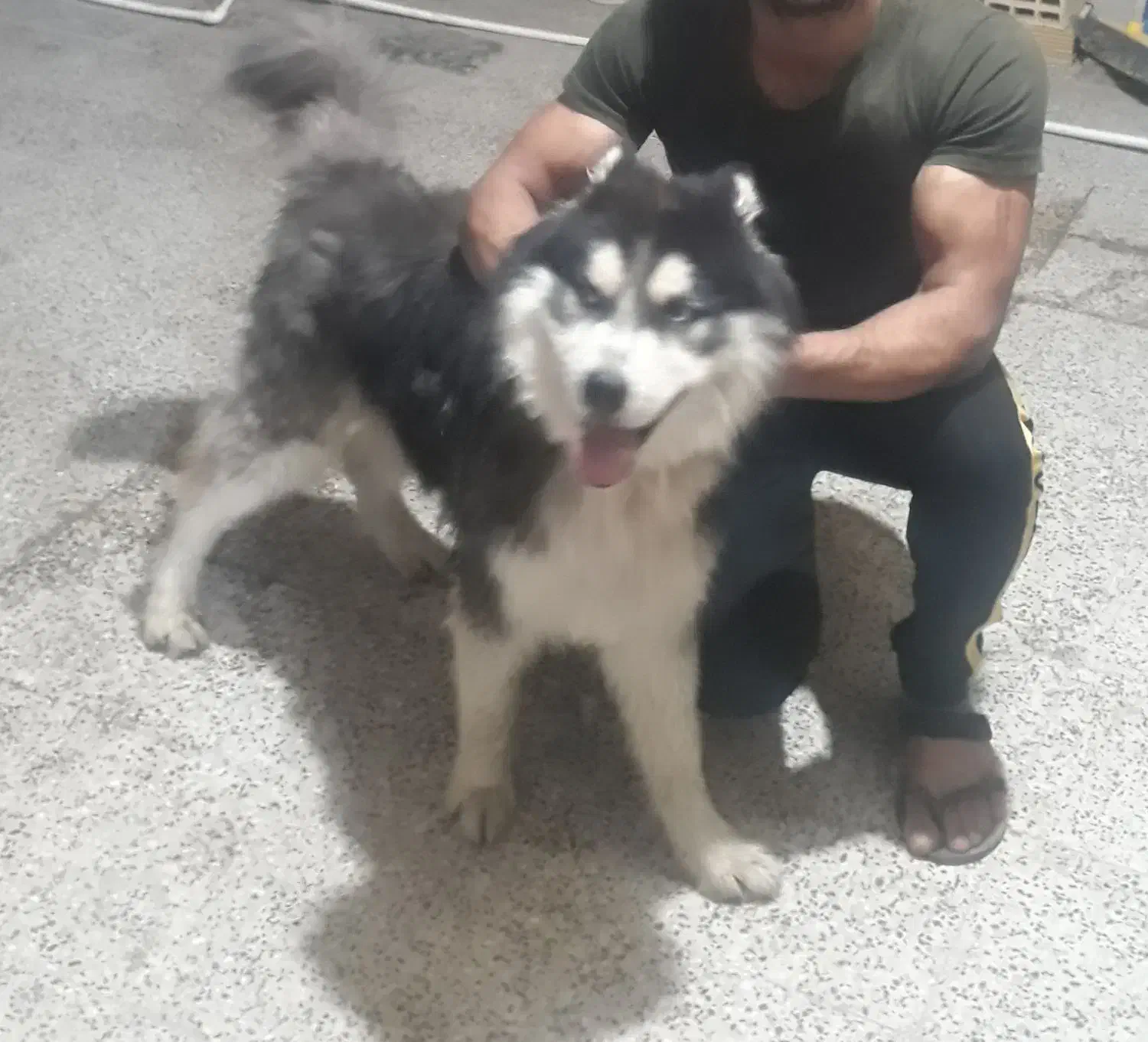 سگ هاسکی|سگ|بندر ماهشهر, |دیوار