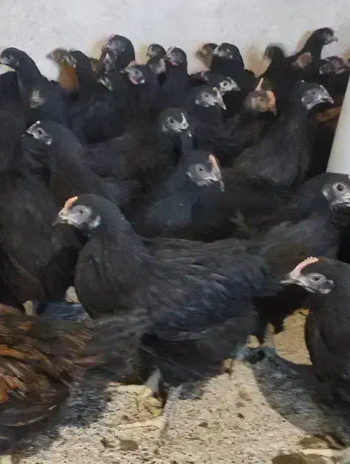 مرغ خروس سیاه جهت ذبح ،مرغ سفید مشکی قضابلا|حیوانات مزرعه|اصفهان, شاهد|دیوار