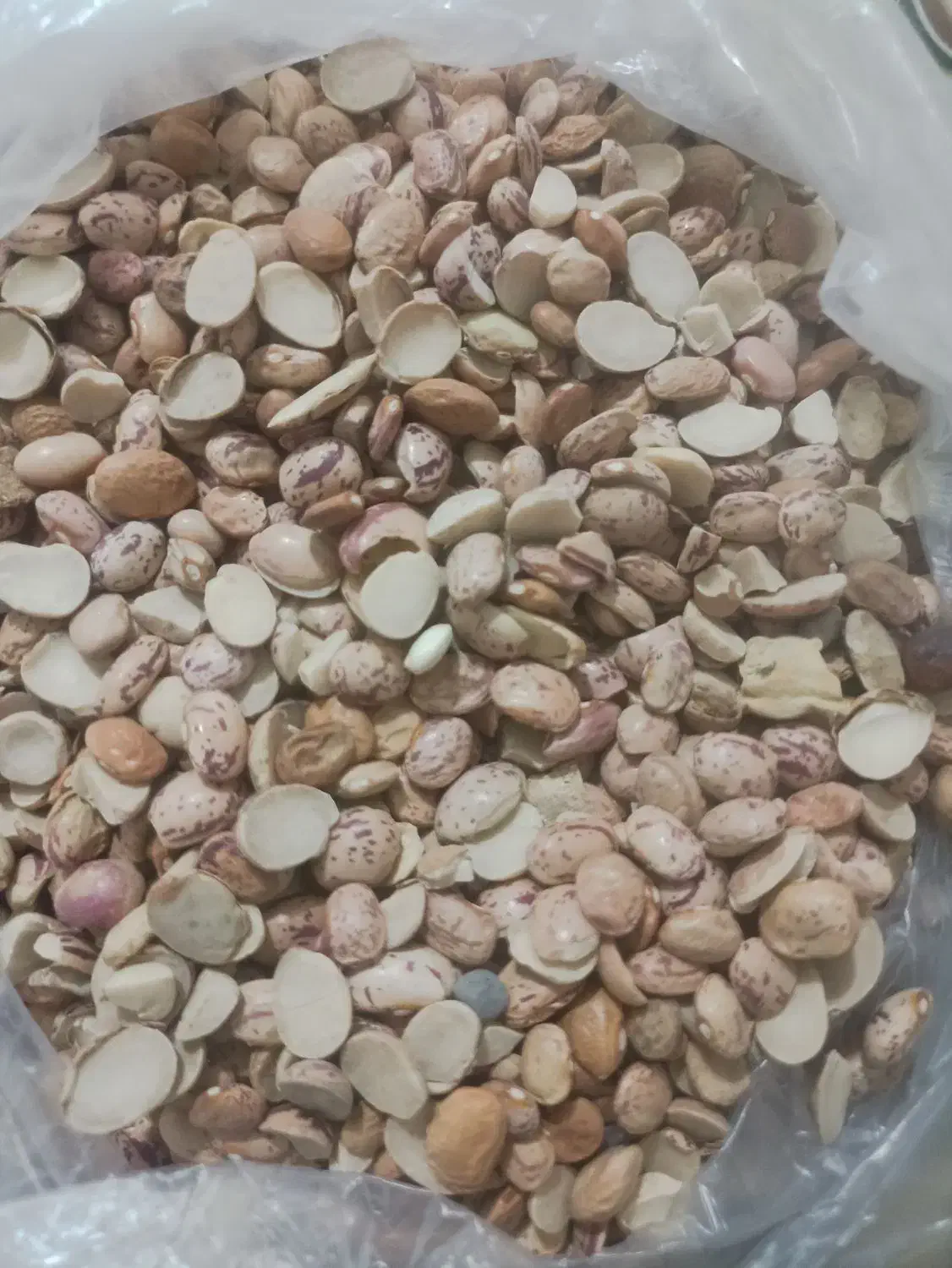 لوبیا لپه ولوبیا خارجی|خوردنی و آشامیدنی|شیراز, شاپورجان|دیوار