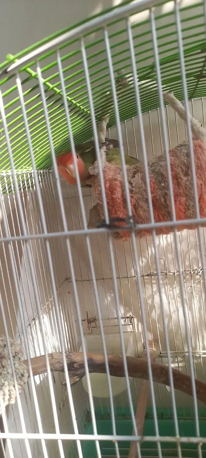 دوطوطی برزیلی استثنایی|پرنده|لواسان, |دیوار