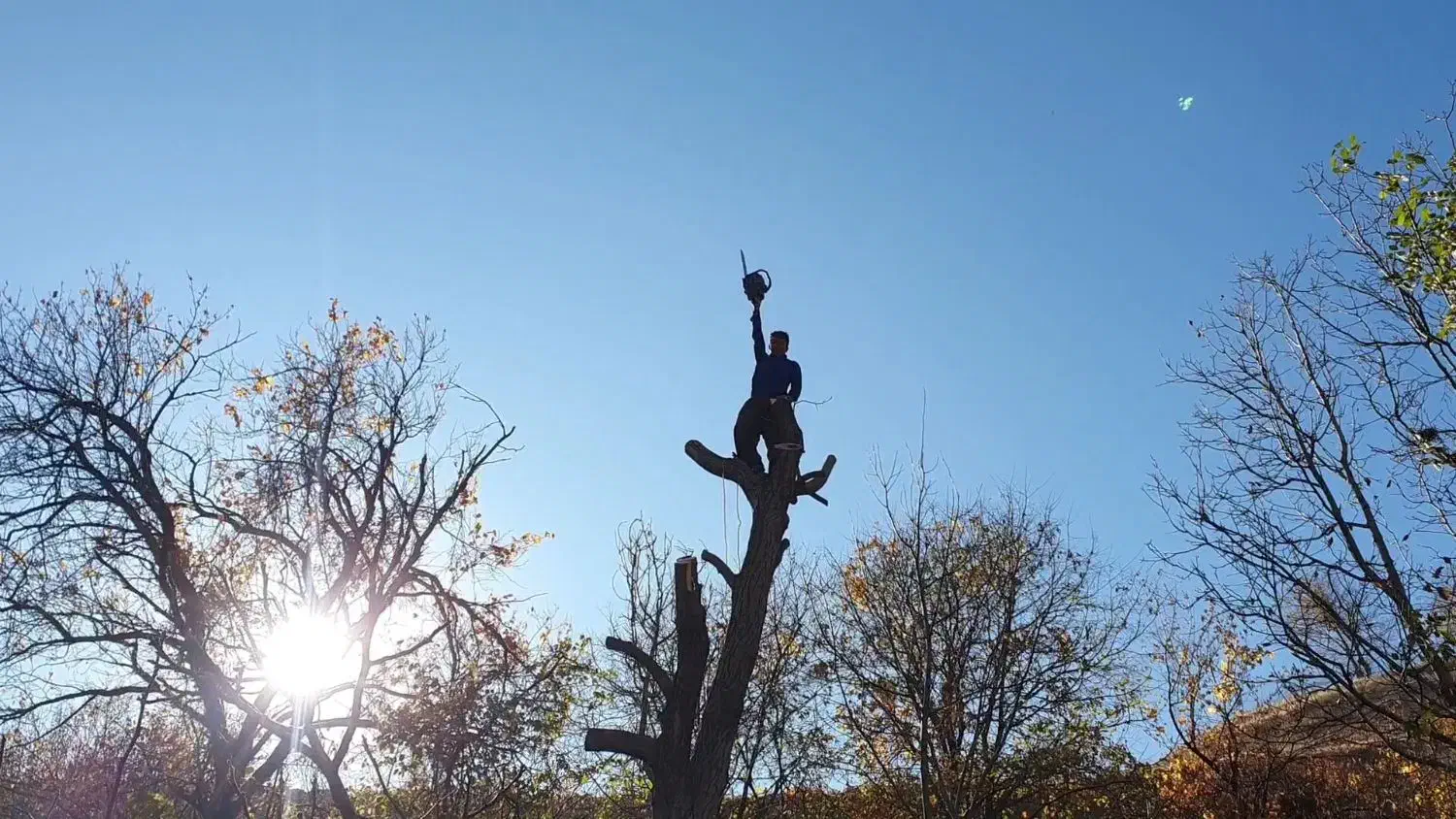 پیوند و هرس درختان|خدمات باغبانی و درختکاری|دماوند, دماوند|دیوار