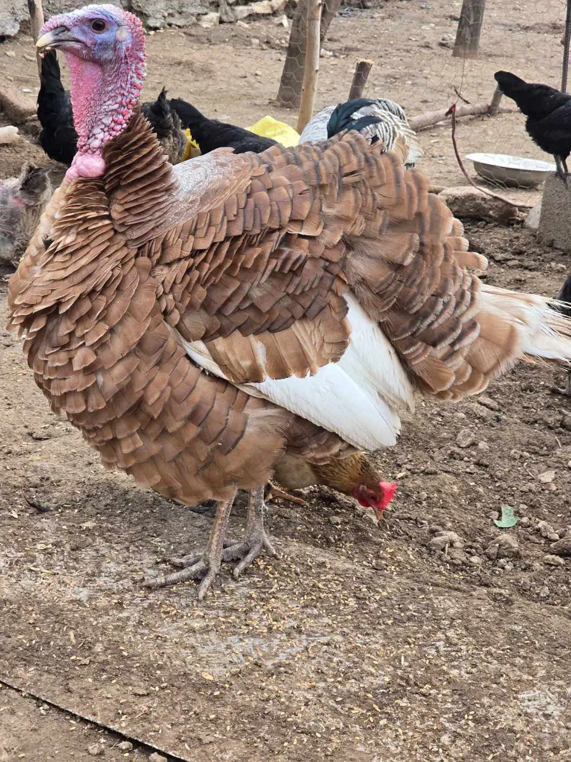 بوقلمون و خروس|حیوانات مزرعه|سرپل ذهاب, |دیوار