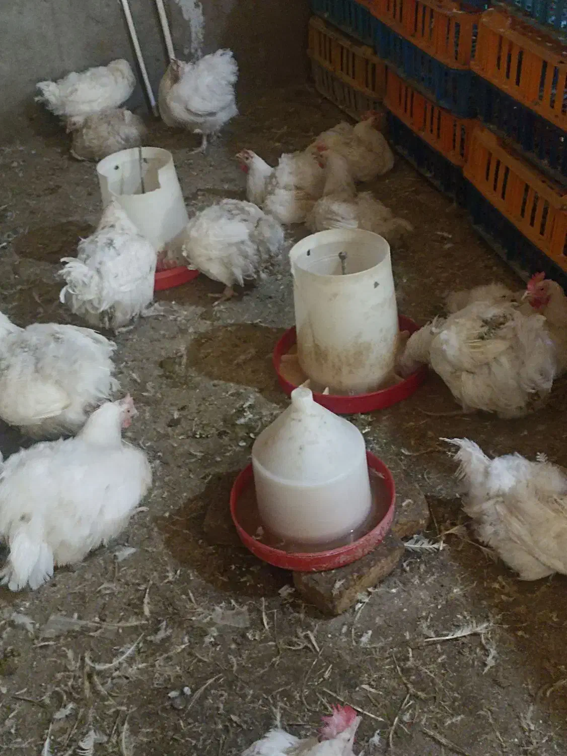 مرغ مادر|حیوانات مزرعه|زارچ, |دیوار