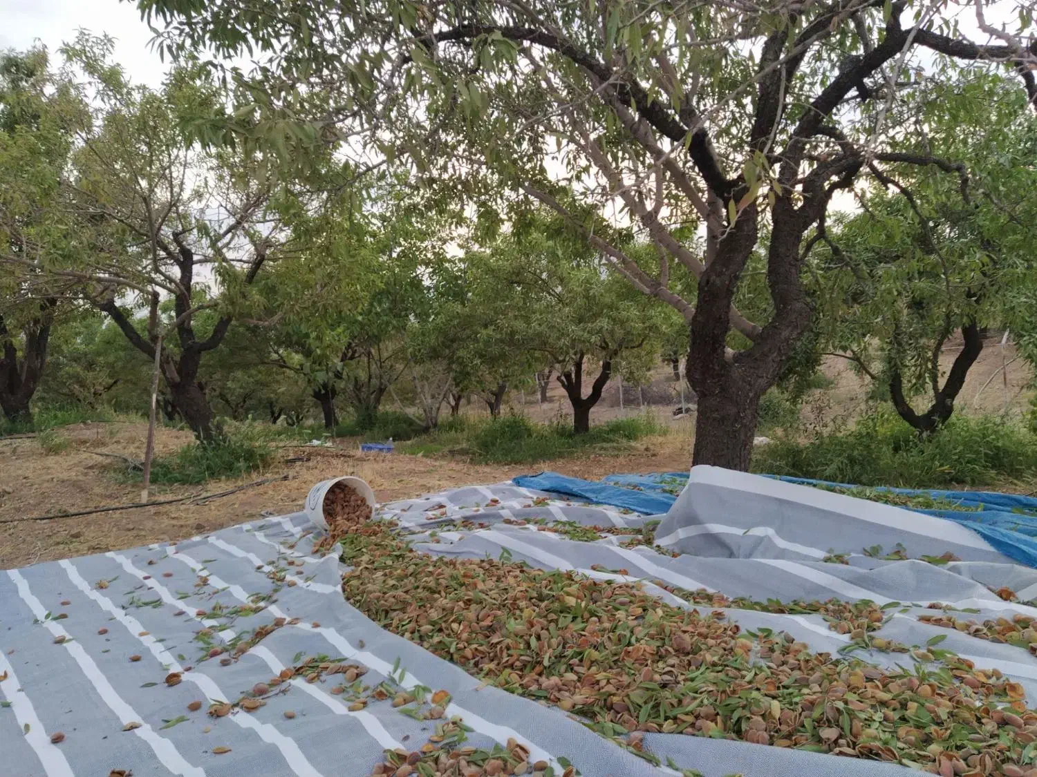 باغ بادرختان باربده بادام بافنس محدوده پل زمانخان|فروش دفتر صنعتی، کشاورزی، تجاری|شهرکرد, |دیوار