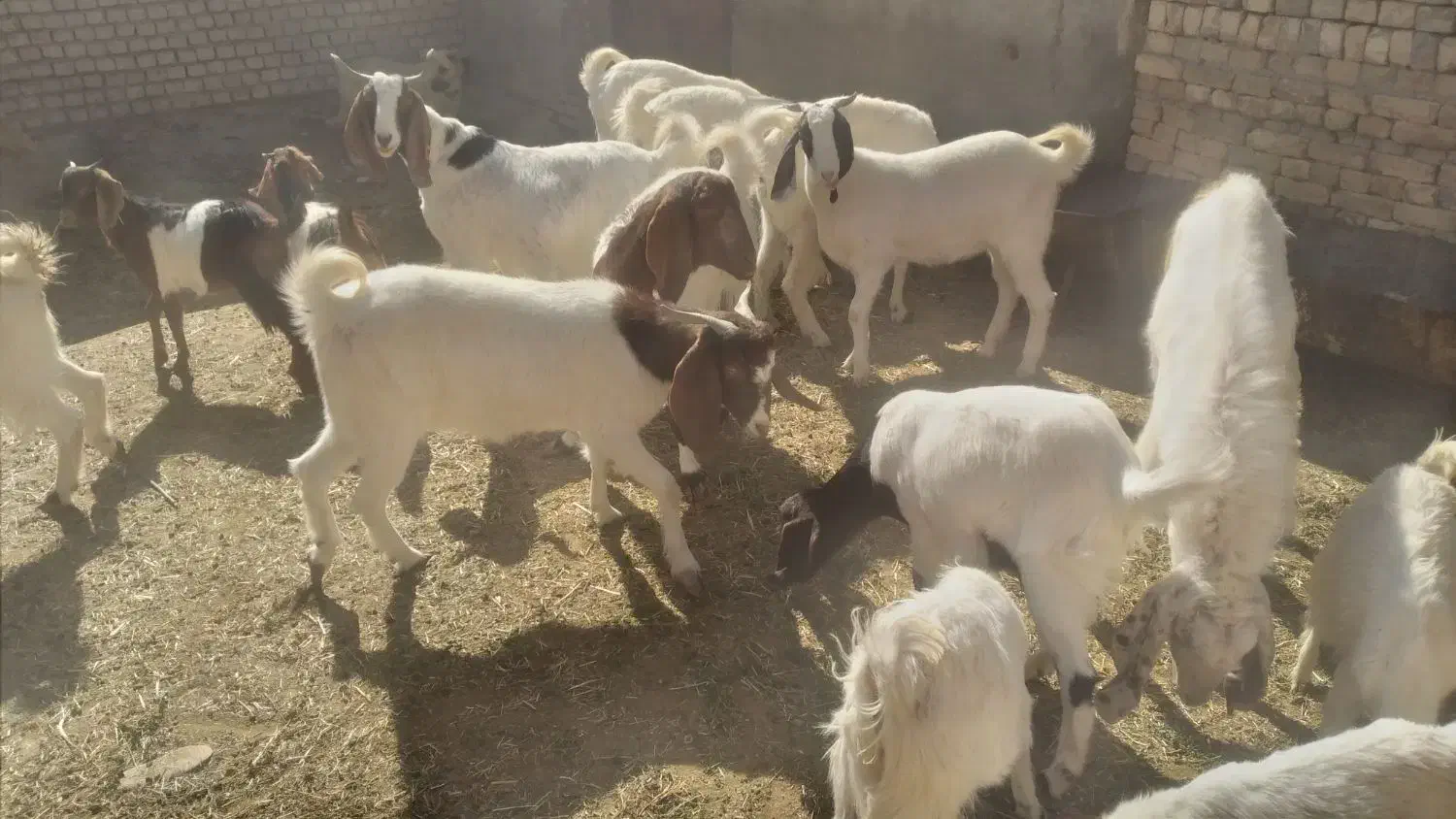 بزو بزغاله|حیوانات مزرعه|خمین, |دیوار