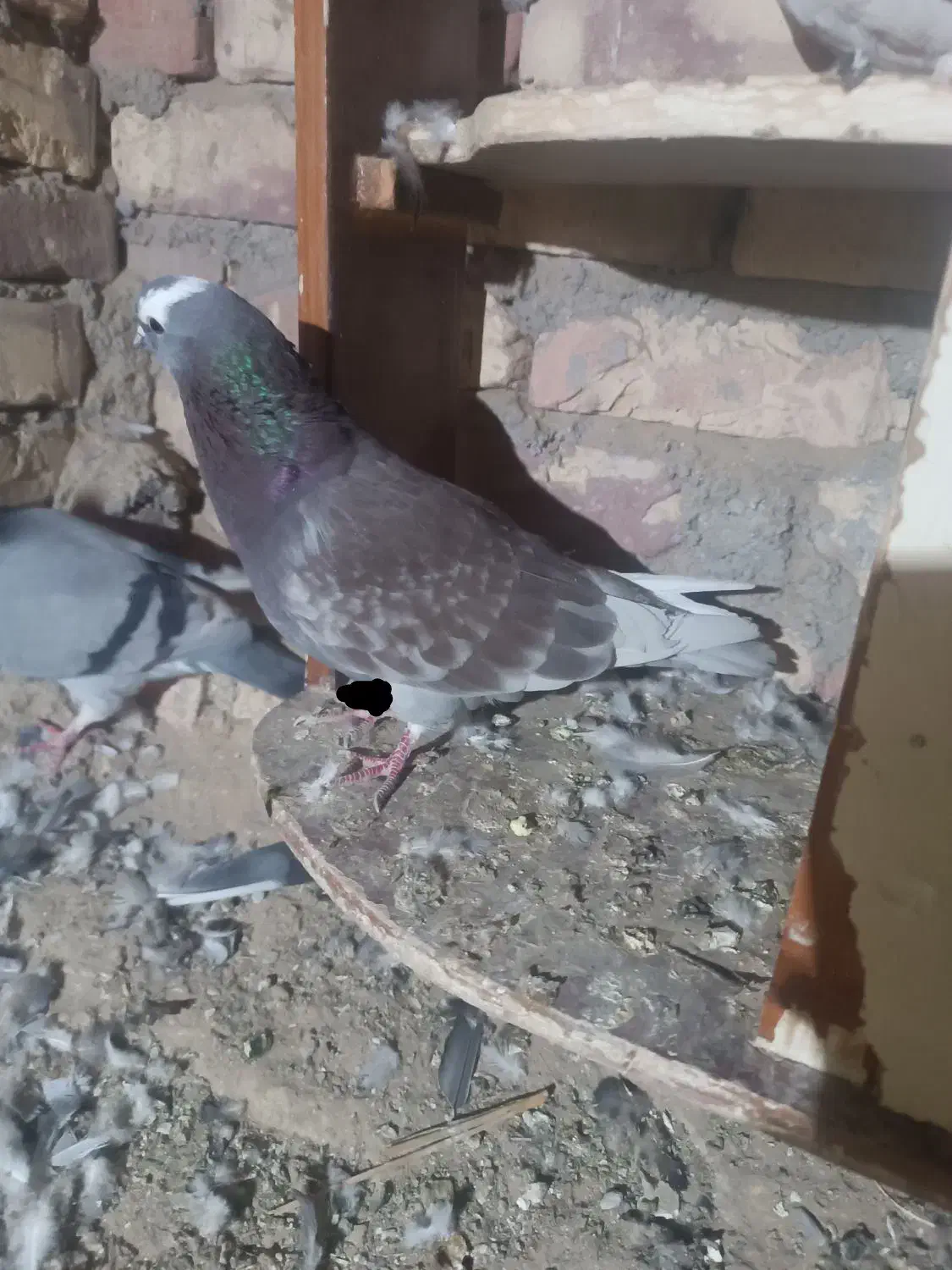 کبوتر شازده سرخ دورنگ چشم ضمانت هوا|پرنده|زابل, |دیوار