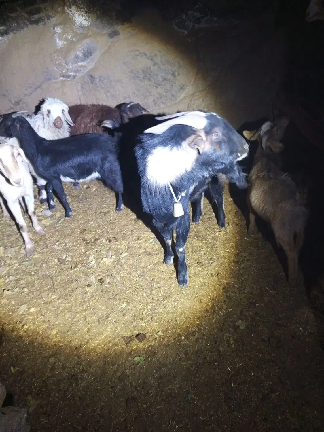 بز و چپیش|حیوانات مزرعه|تفت, |دیوار