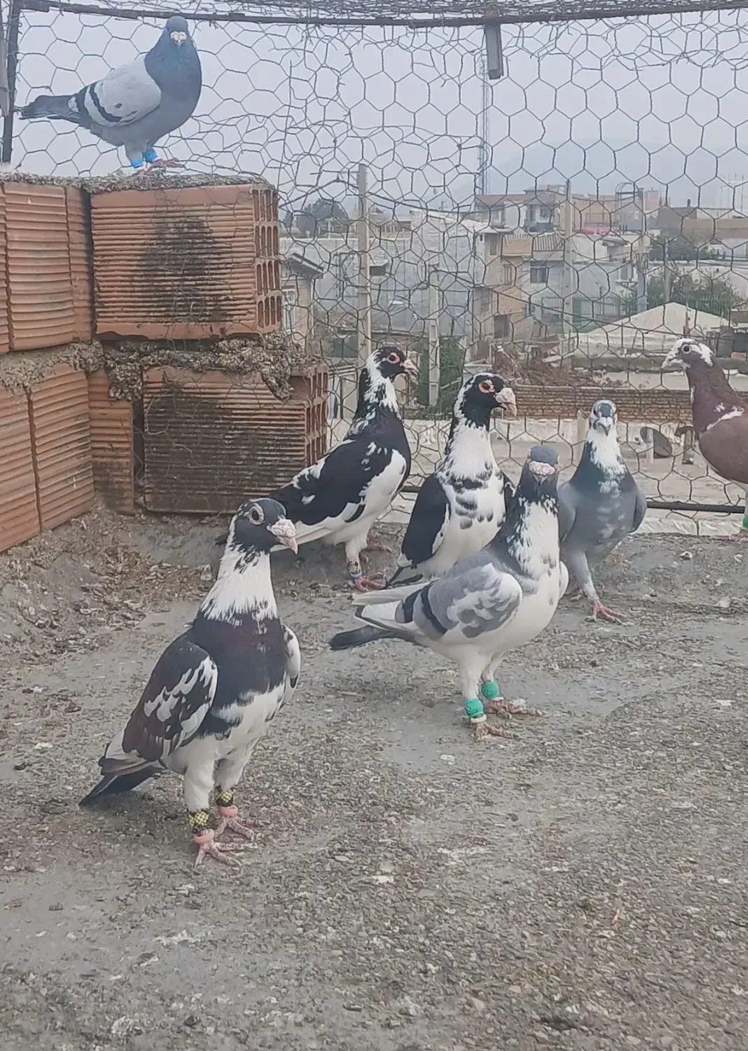 کبوتر پرشی|پرنده|آزادشهر, |دیوار