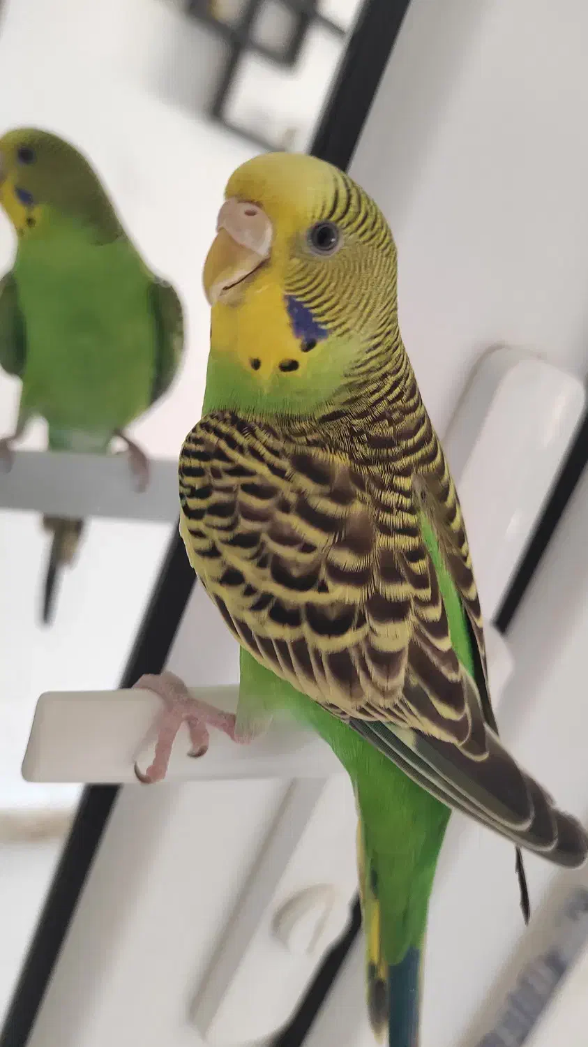 جفت مرغ عشق بامزه و کاملاً دستی + قفس و لوازم کامل|پرنده|مهاباد (آذربایجان غربی), |دیوار