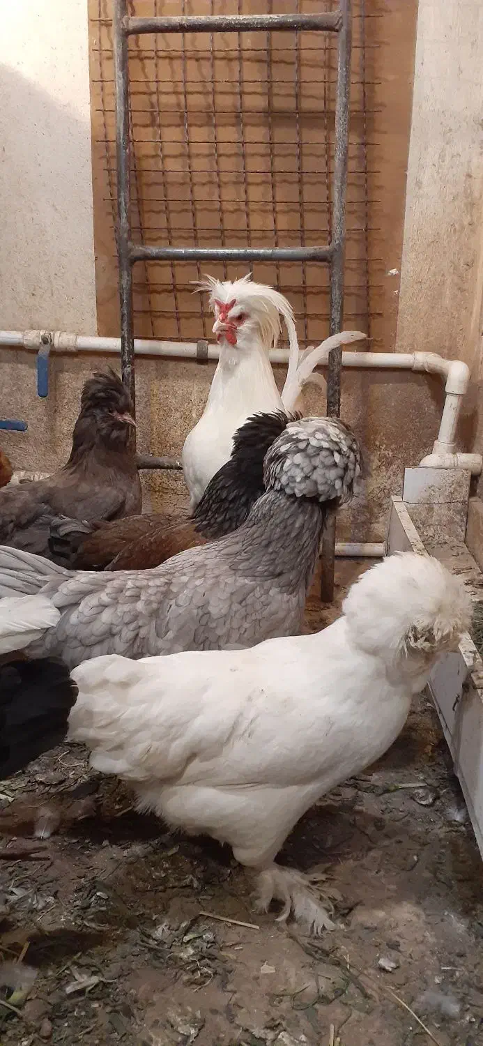 تخم مرغ سلطان نطفه دار (خروس مرغ گیر جوان)|حیوانات مزرعه|قم, کاسه گران|دیوار
