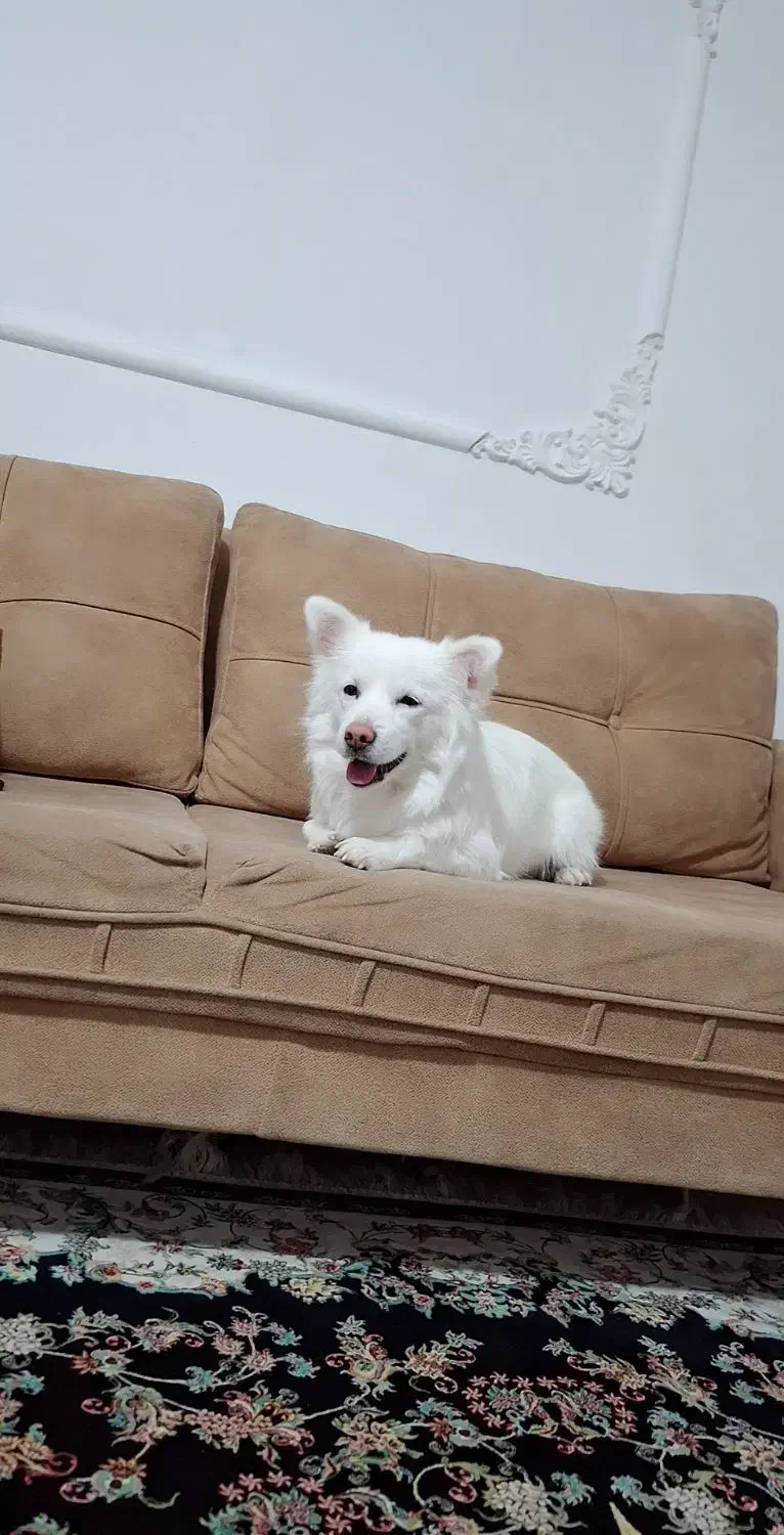 سگ پامر به قیمت|سگ|کرمانشاه, |دیوار