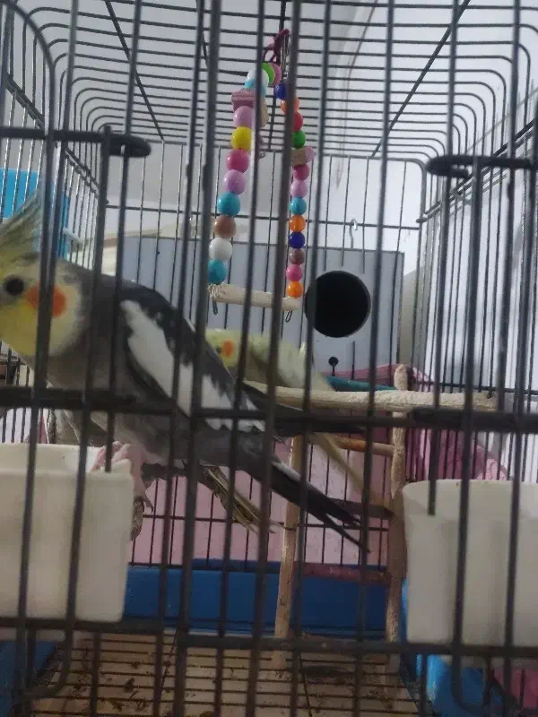 فروش|پرنده|تهران, مخصوص|دیوار