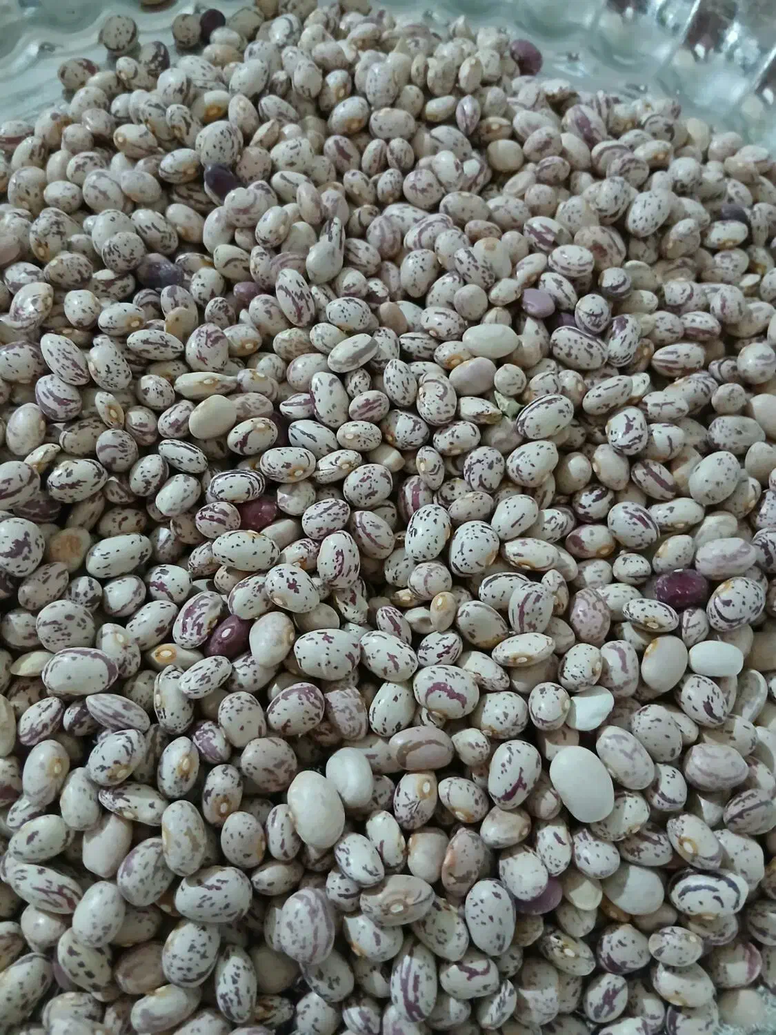 لوبیا چیتی|خوردنی و آشامیدنی|زالیان, |دیوار