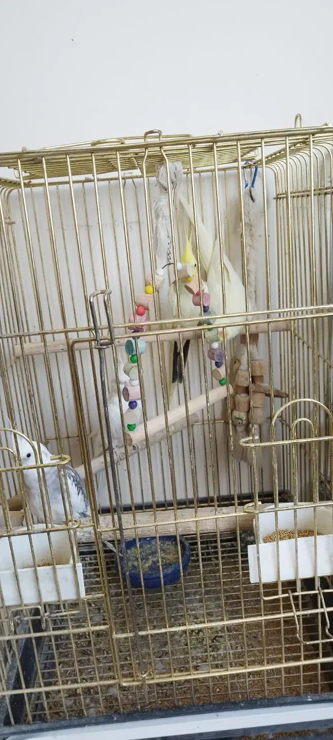 عروس هلندی|پرنده|تهران, چیتگر شمالی|دیوار