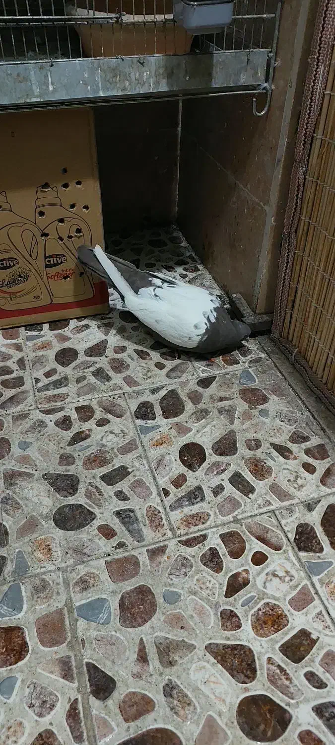 یه جفت سینه ای پاک ماده سینه قهوه ای نر سیاه|پرنده|تهران, افسریه شمالی|دیوار