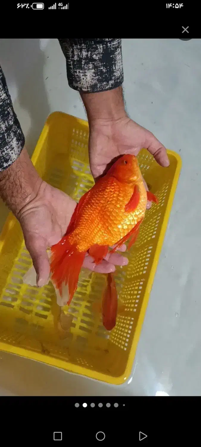 ماهی قرمز گلدفیش|ماهی|شاهینشهر, خبرنگار|دیوار