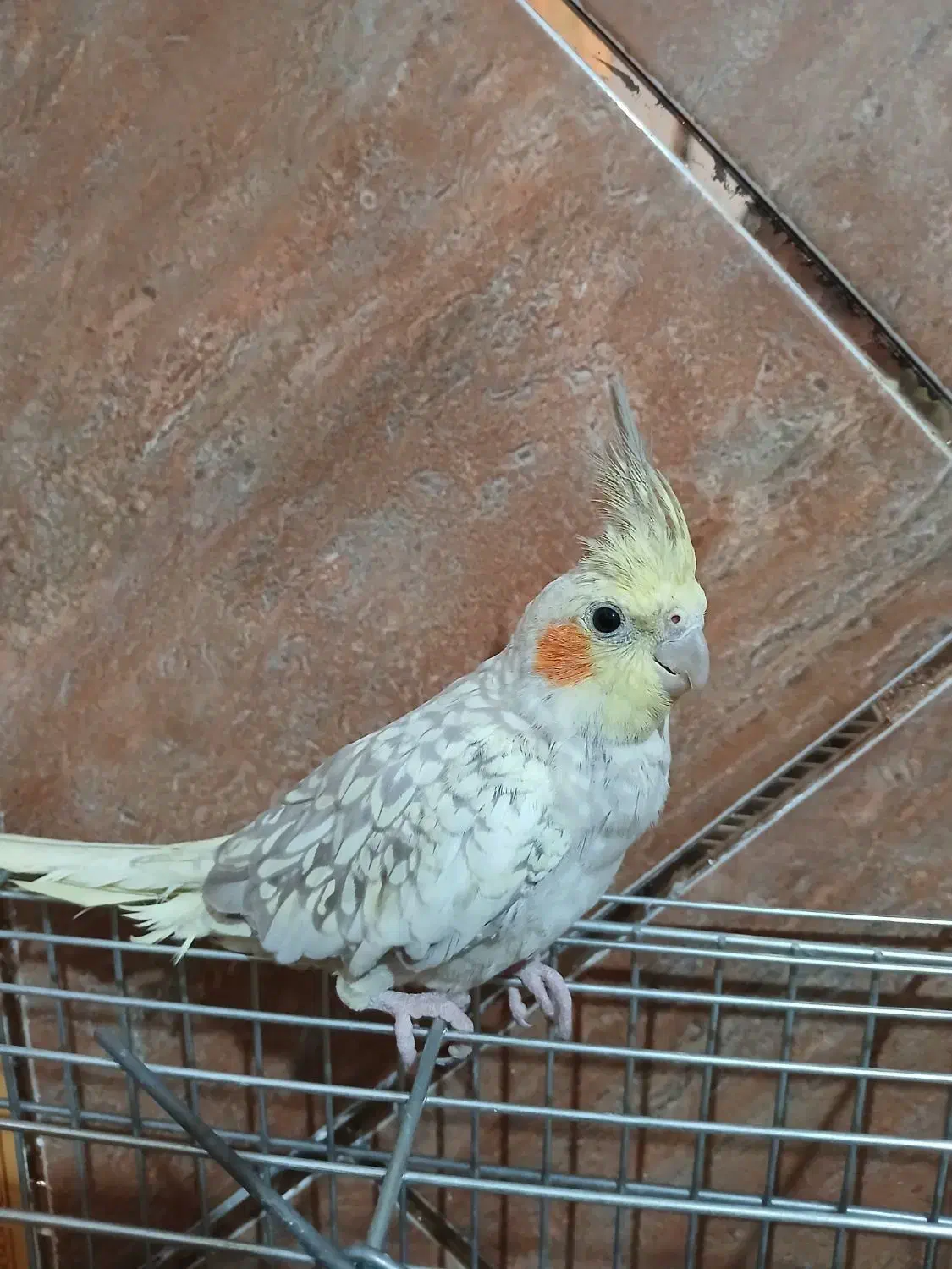 عروس هلندی بامزه|پرنده|دهدشت, |دیوار