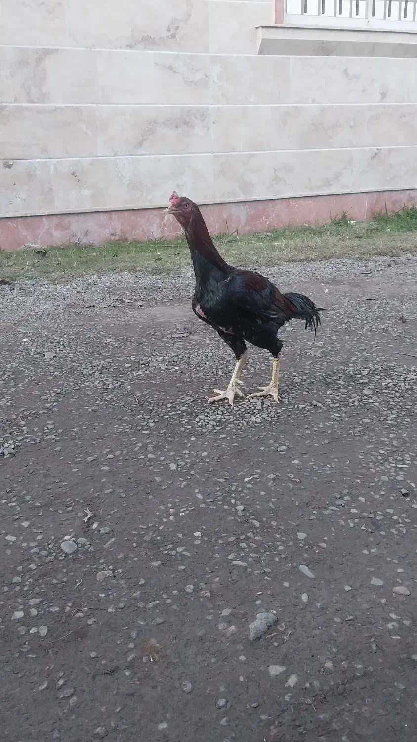 خروس لاری اصل|حیوانات مزرعه|رشت, منظریه|دیوار