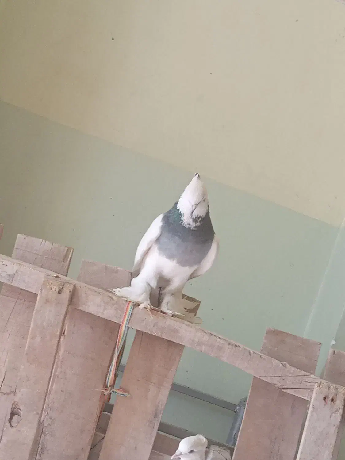 باسلام طوقی شش لق انداخته چهارتا دیگه داره|پرنده|زرند, |دیوار