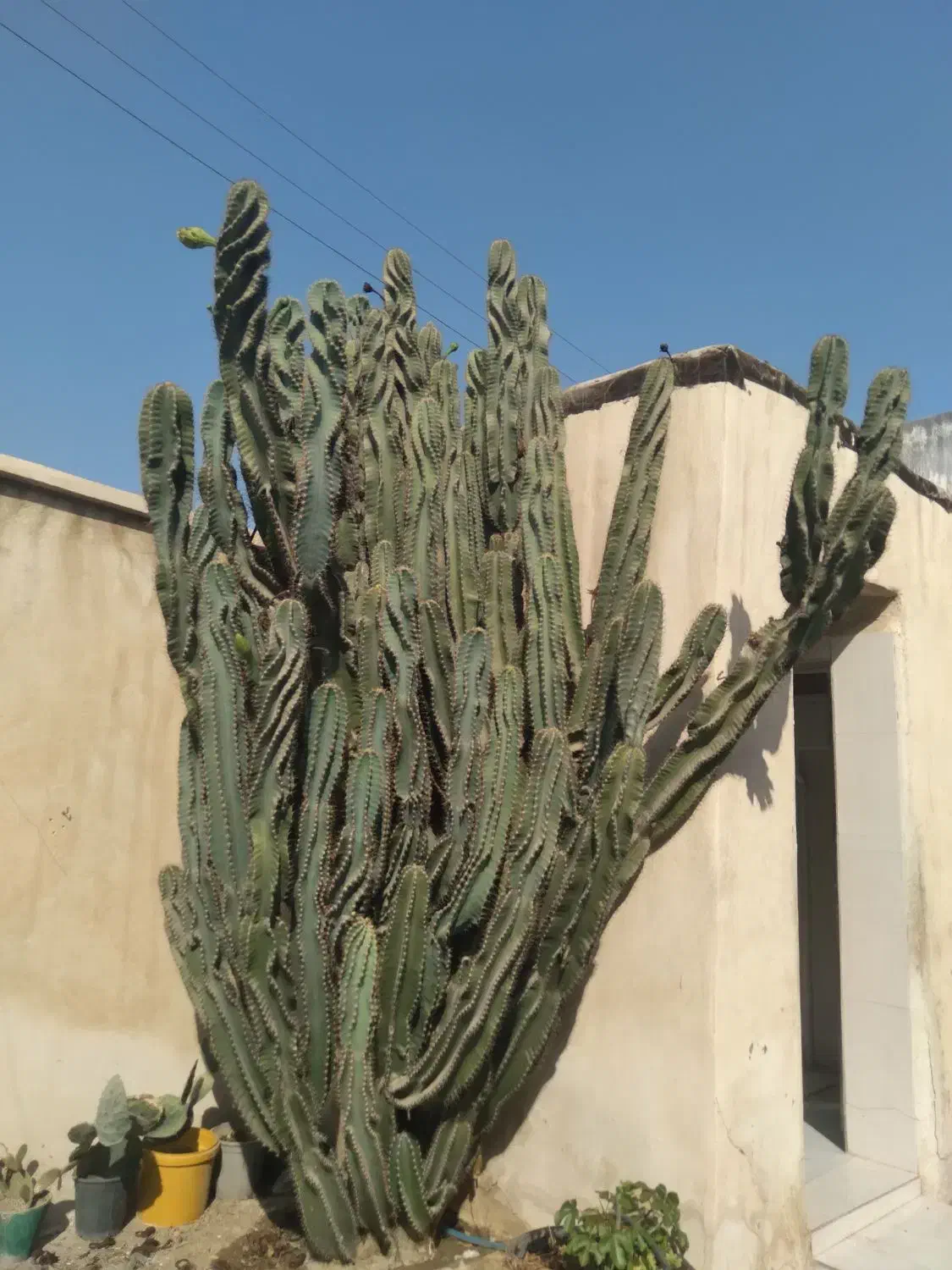 کاکتوس برگ ناودونی|گل و گیاه طبیعی|بوشهر, |دیوار