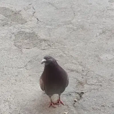 کبوتر آلمانی|پرنده|مینودشت, |دیوار