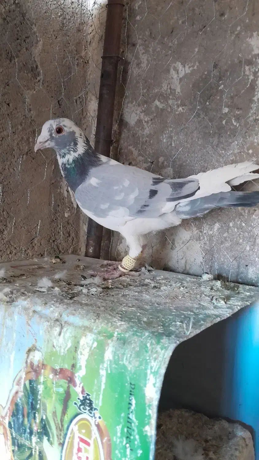 کبوتر ابلغ سبز نر ابلغ سیاه نر|پرنده|شیراز, داریون|دیوار